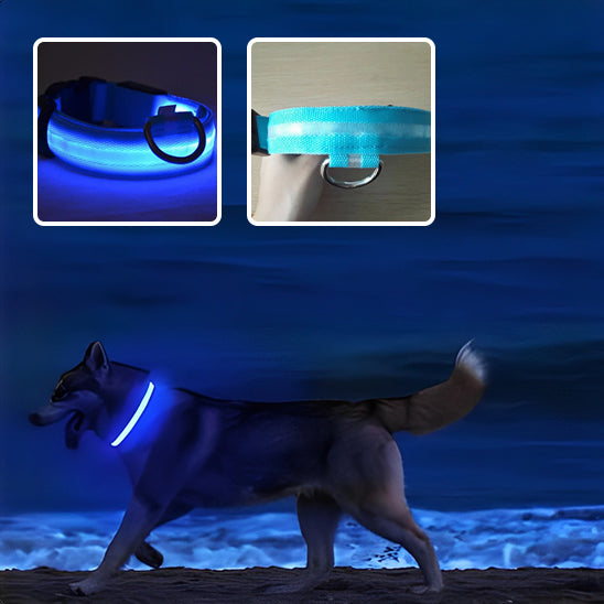 collier_lumineux_chien_led