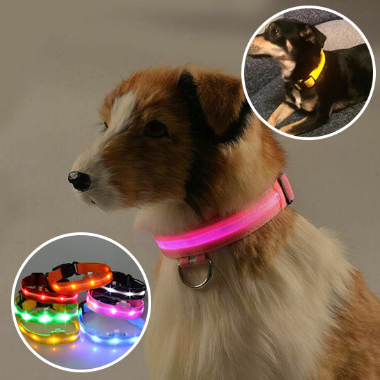 collier_lumineux_chien_reglable