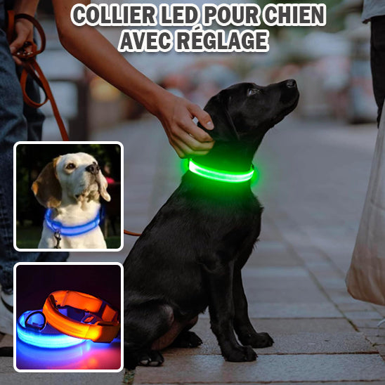 collier_lumineux_chien_vert