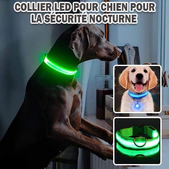 collier_lumineux_chien_visible